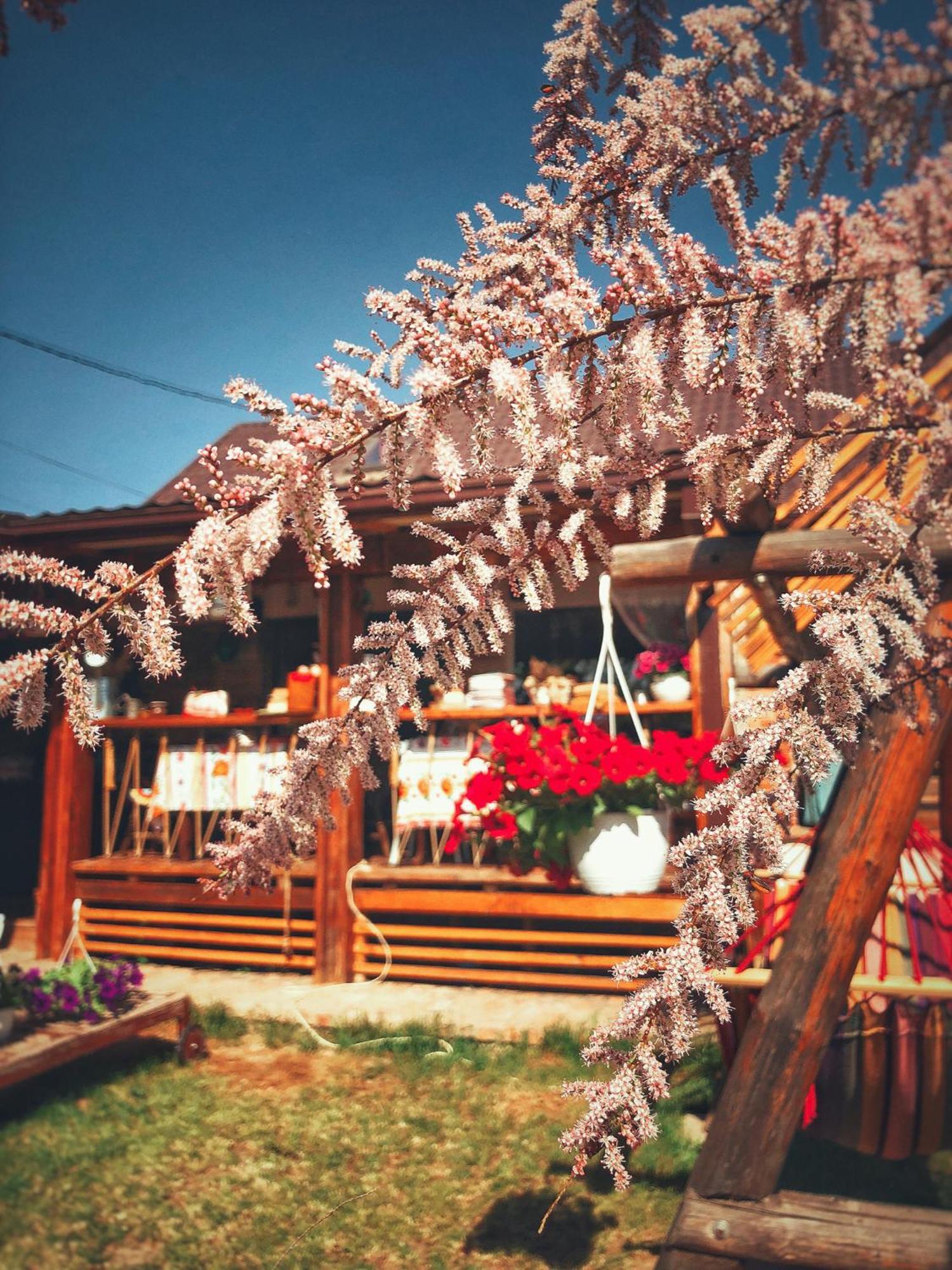 Cuibul De La Mare 호텔 코르부 외부 사진